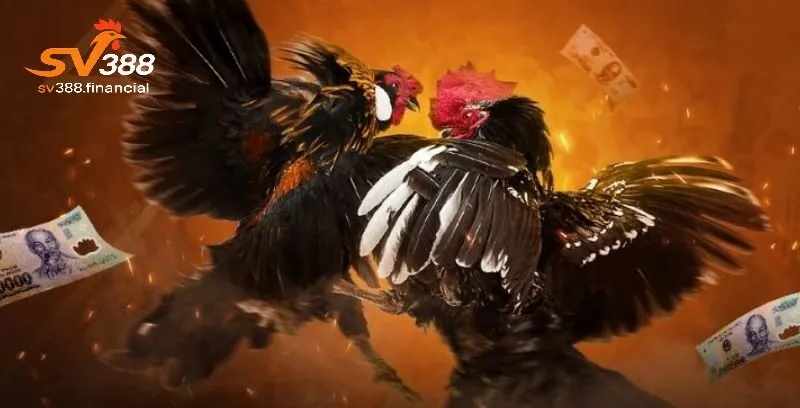 Các hình thức tham gia đá gà thomo phổ biến nhất 2025