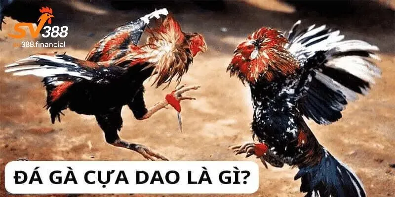 Giới thiệu về đá gà cựa dao SV388