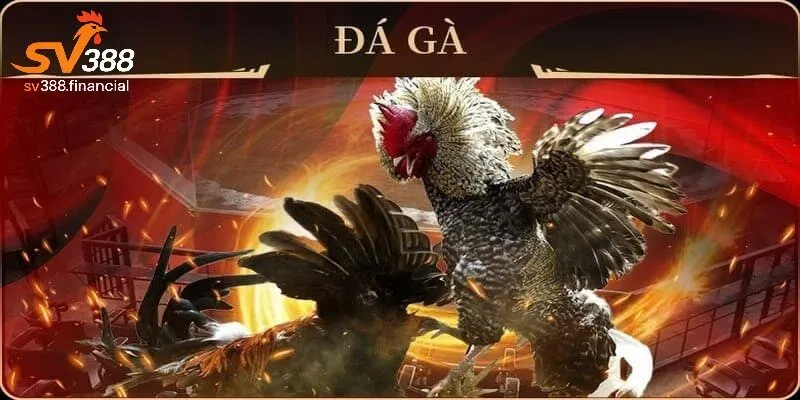 Lợi ích khi chơi đá gà online tại SV388
