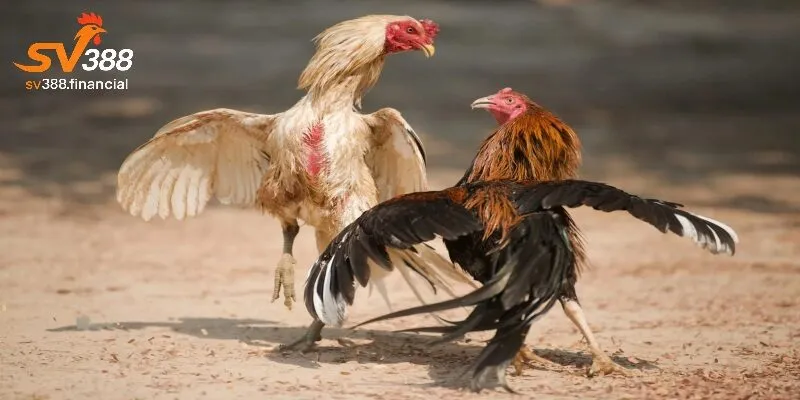 Mẹo cá cược đá gà ăn tiền campuchia hiệu quả tại SV388