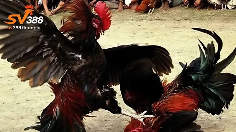 Mẹo tham gia cá cược đá gà thomo hiệu quả tại SV388