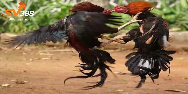 Phân loại các dạng thế gà đá xạ thường gặp tại SV388