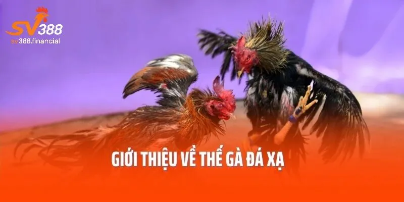 Thế gà đá xạ là gì? Tổng quan về kỹ thuật độc đáo