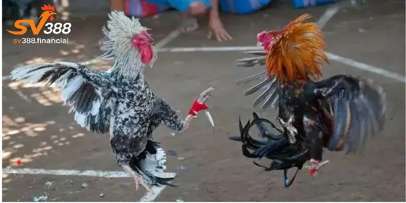 Tìm hiểu luật chơi đá gà cựa dao tại SV388